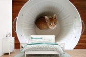 Papier peint photo peint photo vinyle - Chat en poubelle largeur 450 cm x hauteur 300 cm - Tirage photo sur papier peint (disponible en 7 tailles)