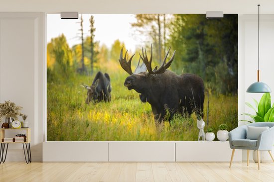 Papier peint Papier peint photo en vinyle - Moose in nature in Wyoming largeur 390 cm x hauteur 260 cm - Tirage photo sur papier peint (disponible en 7 tailles)