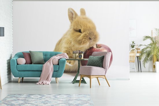 Papier peint photo peint photo vinyle - Bébé lapin avec une pomme largeur 450 cm x hauteur 300 cm - Tirage photo sur papier peint (disponible en 7 tailles)