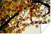 Poster Bomen - Herfstbladeren - Natuur - 180x120 cm XXL