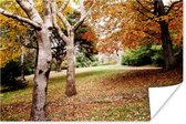 Poster Herfst - Bomen - Bladeren - natuur - 180x120 cm XXL