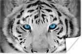Affiche Tigre - Hiver - Animaux - 30x20 cm