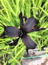 6 x Iris chrysog. 'Black Form' - Lis - P9 Pot (9 x 9cm) - Dima Vaste Planten