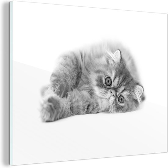 Chaton Persan Devant Un Fond Blanc Plexiglas 160x1 Cm Tirage Photo Sur Glas Bol Com Chaton Persan Devant Un Fond Blanc Plexiglas 160x1 Cm Tirage Photo Sur Glas Bol Com