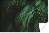 Poster Palmbladeren - Palmen - Tropical - 60x40 cm