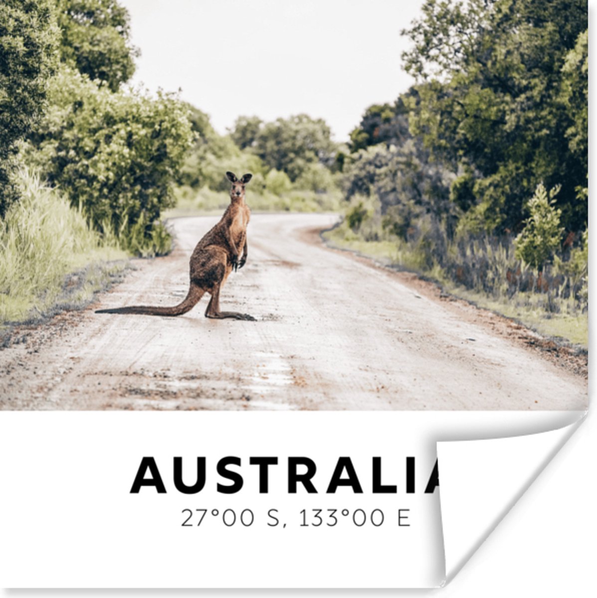 Poster Australië - Kangoeroe - Wegen - 50x50 cm
