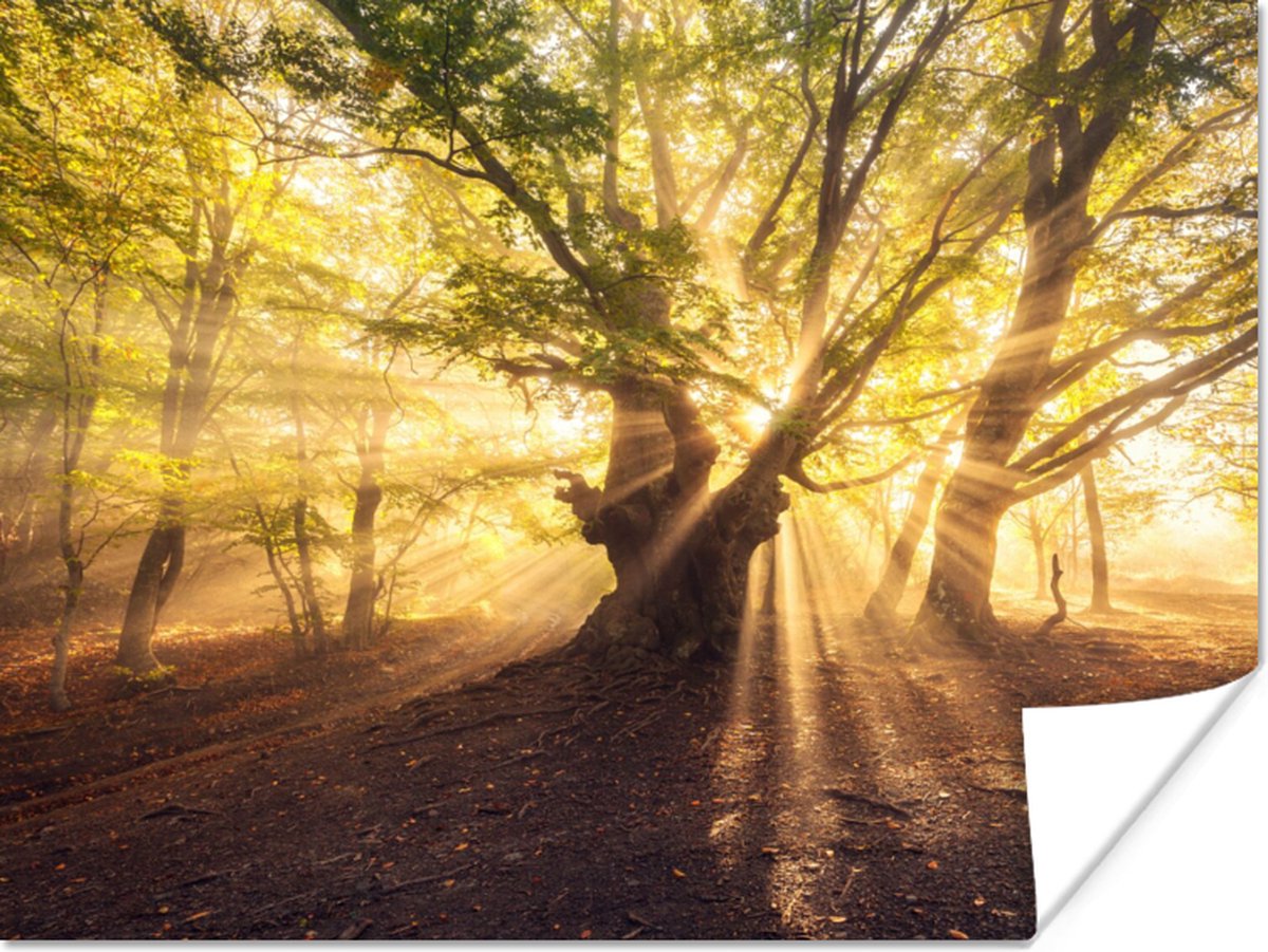 Poster Boom - Bos - Zon - 80x60 cm