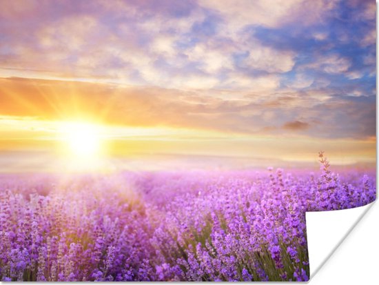 Affiche Lavande - Soleil - Ciel - Nature - 120x90 cm