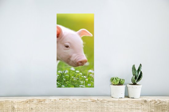 Poster Animaux - Porcinet - Cochon - 20x40 cm