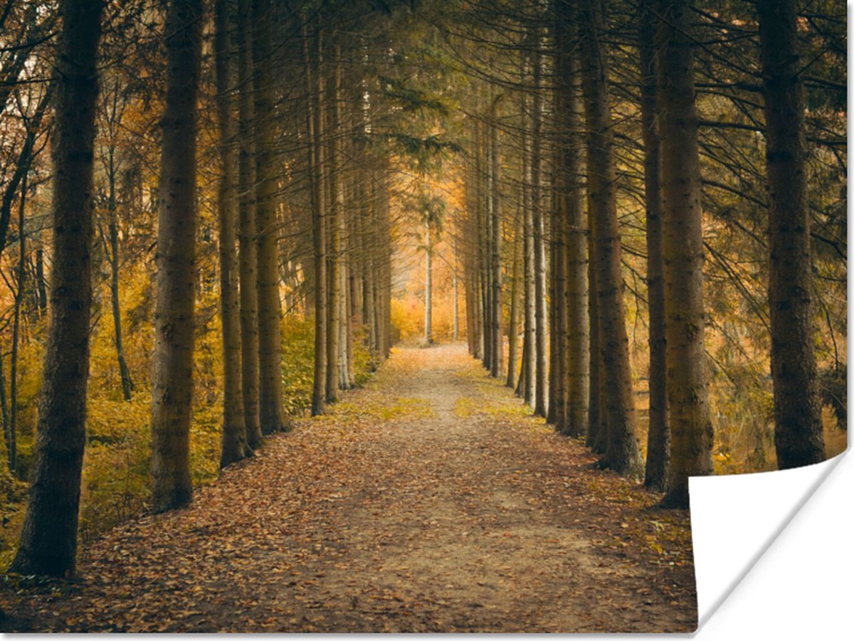 Poster Pad - Bomen - Bos - 120x90 cm