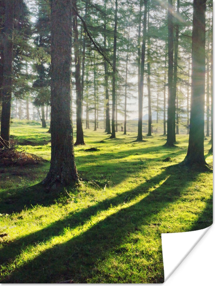 Poster Bomen - Natuur - Bos - 30x40 cm