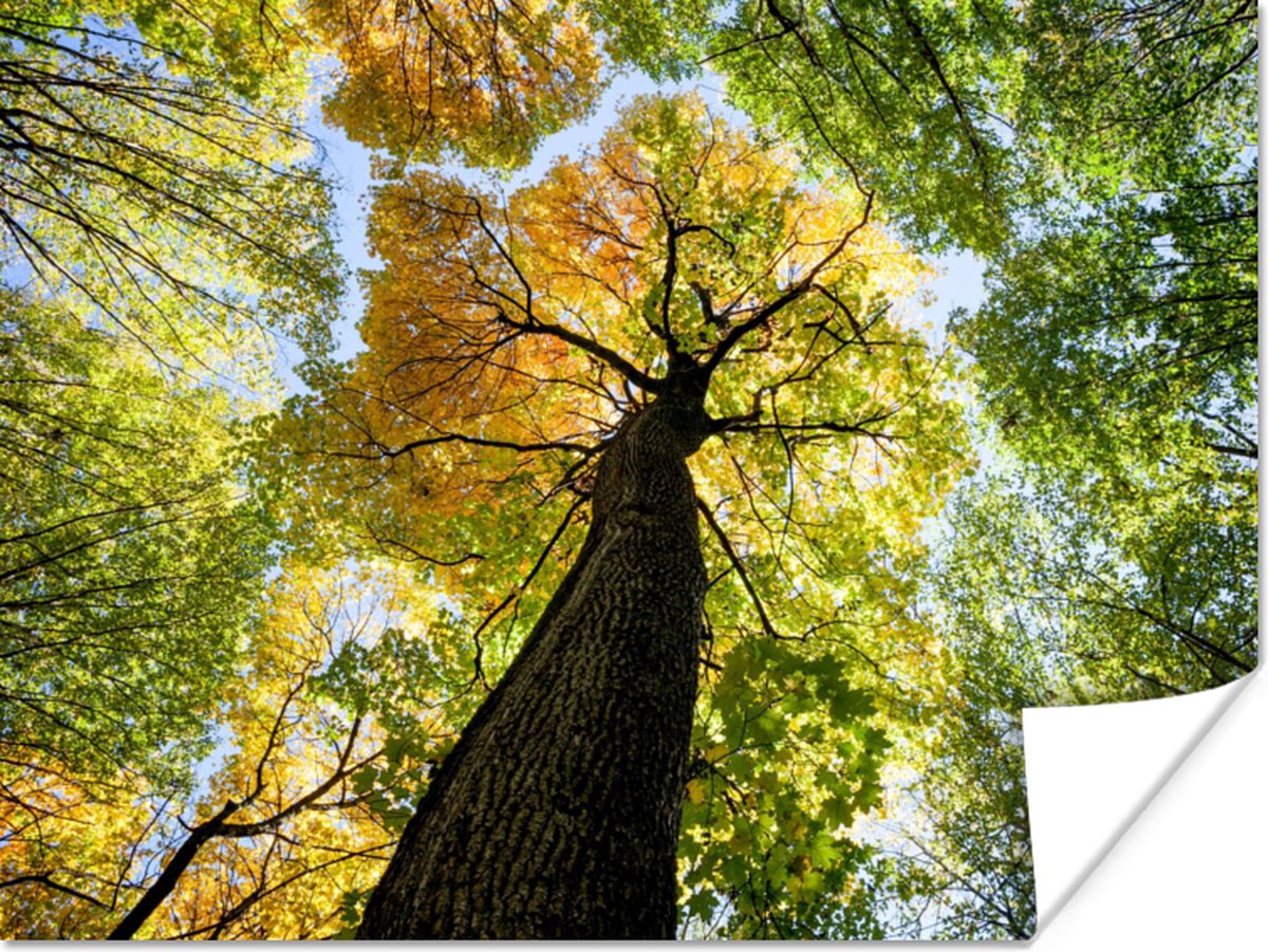Poster Boom - Natuur - Bos - 40x30 cm