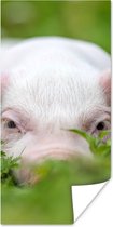 Poster Cochon - Animaux - Grand - 75x150 cm
