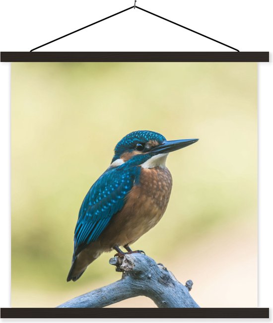 Porte-affiche avec affiche - Affiche scolaire - Martin-pêcheur - Branche - Vogel - 60x60 cm - Lattes noires