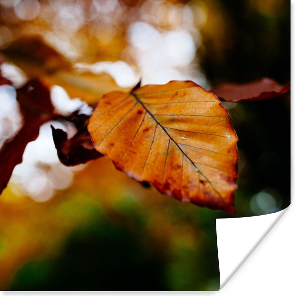 Tuinposter - 100x100 cm - Herfst - Landelijk - Bladeren
