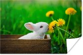 Affiche Lapin - Pissenlit - Herbe - 30x20 cm