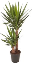 Kamerplant van Botanicly – Palmlelie – Hoogte: 100 cm – Yucca