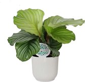 Kamerplant van Botanicly – Marantaceae in witte ELHO plastic pot als set – Hoogte: 45 cm – Calathea orbifolia