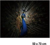 Allernieuwste peinture sur toile .nl® * Magnifique paon en couleur * - Art sur votre mur - Nature - Couleur - 50 x 70 cm
