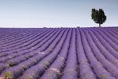 Fotobehang - Lavender Field 375x250cm - Vliesbehang