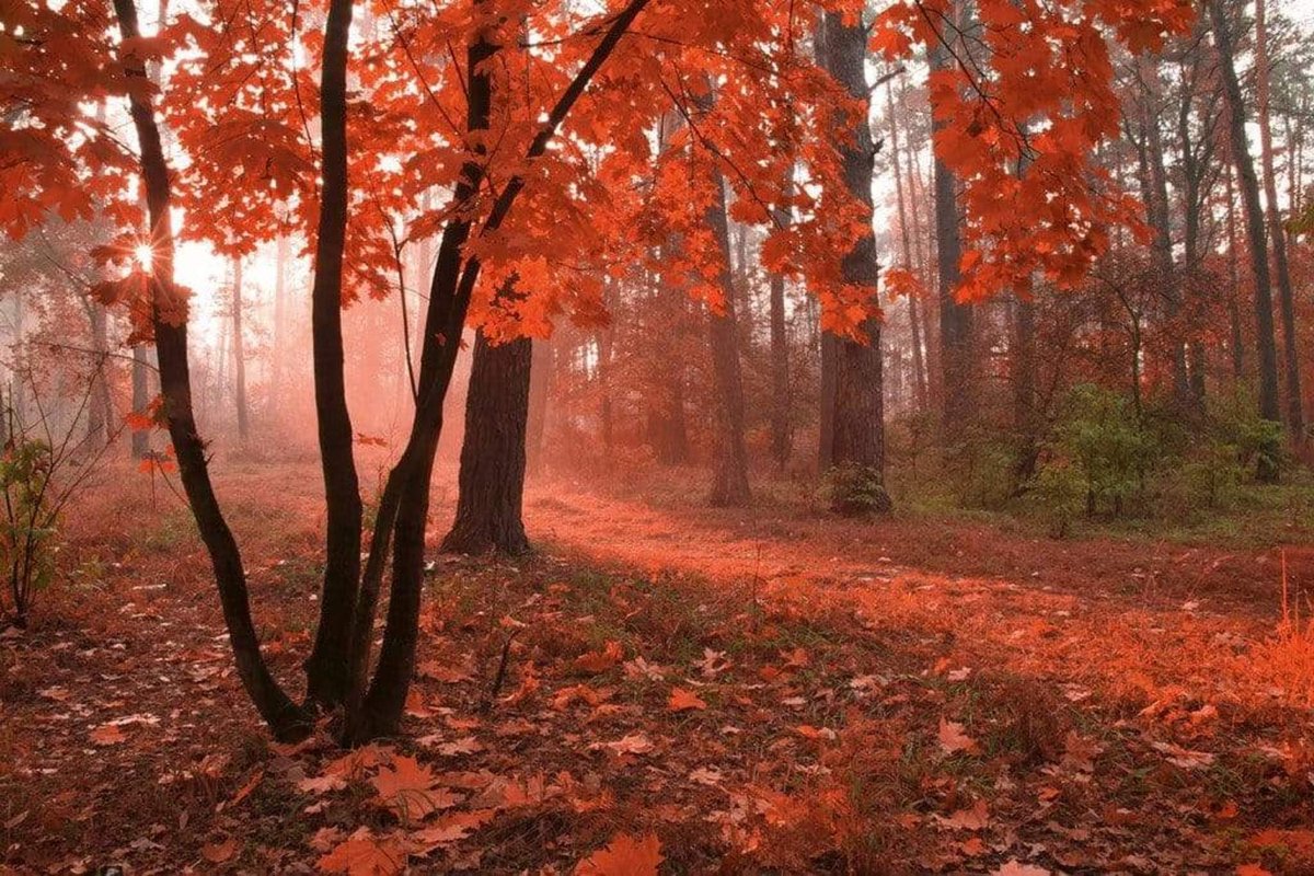 Fotobehang - Misty Forest 375x250cm - Vliesbehang