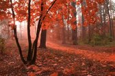 Fotobehang - Misty Forest 375x250cm - Vliesbehang