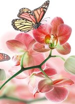 Fotobehang - Orchids and Butterfly 150x250cm - Vliesbehang