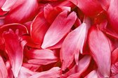 Fotobehang - Red Petals 375x250cm - Vliesbehang