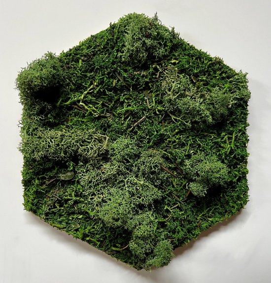 Wanddecoratie - mos - mostegel hexagon donkergroen 18 x 21 cm