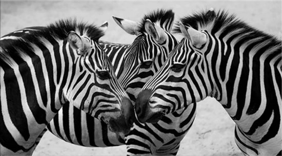 Allernieuwste.nl® Canvas Schilderij * 3 Zebra's ZwartWit - Kunst aan je Muur - Grafitti-Art - Zwart-Wit - 40 x 70 cm