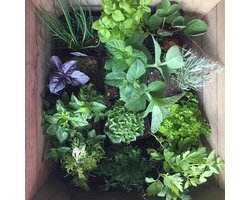 KRUIDENTUINTJE | LiefsLabel | Cadeaupakket | Cadeau | Bruiloft | Verjaardag | Pensioen | Juf / Meester | Duurzaam | Tuin | Moestuin | Kruidenzaadjes Mix | Groen | Geschenk
