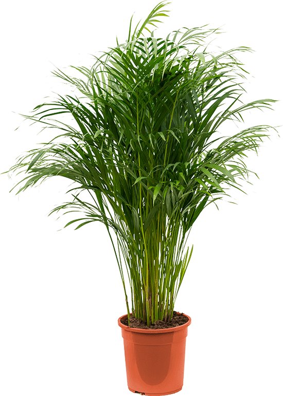 Areca palm
