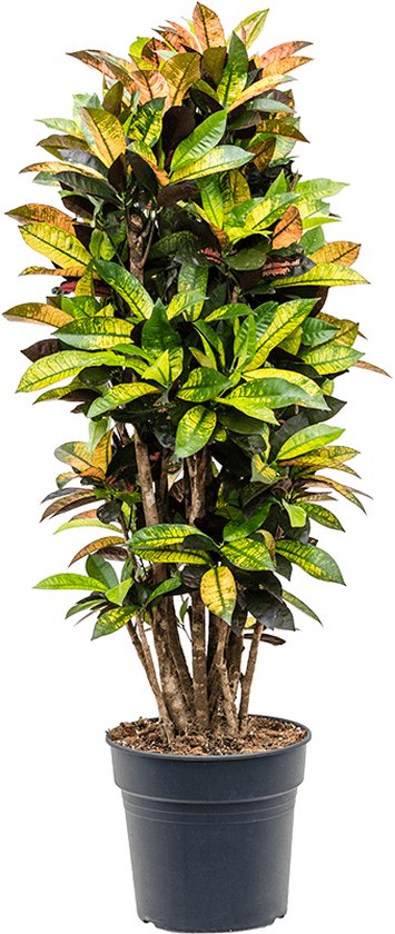 Foto: Croton codiaeum variegatum mrs iceton vertakt 135cm