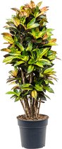 Croton Codiaeum variegatum Mrs. Iceton Vertakt 135cm