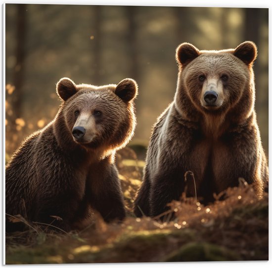 PVC Schuimplaat- Beren - Bos - Bruin - 50x50 cm Foto op PVC Schuimplaat