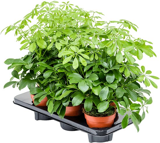 Schefflera arboricola Nora 6tray Vertakt 45cm - 6 stuks