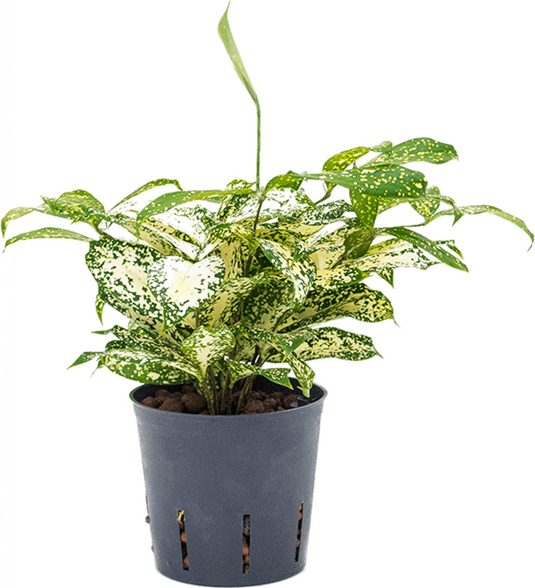 Dracaena godseffiana 'Florida beauty' - Toef Hydrocultuur - 30