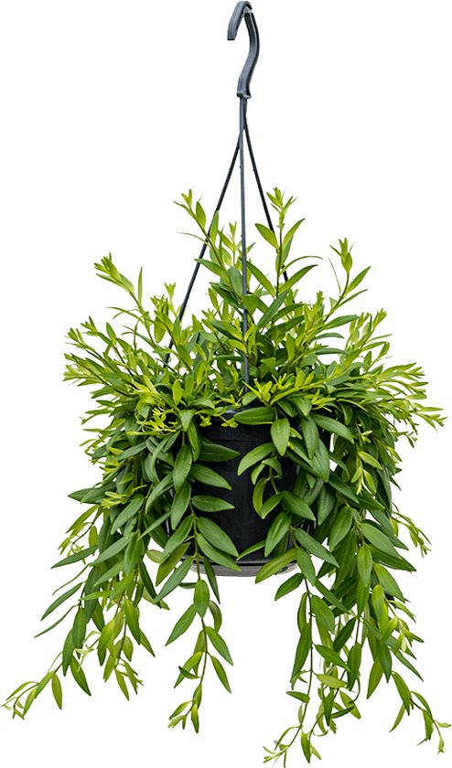 Aeschynanthus