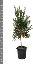 Citrus Mandarino - Potmaat 40cm - Hoogte 200cm