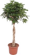 Schefflera Arboricola Compacta gevlochten stam - Potmaat 45cm - Hoogte 180cm