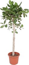 Ficus Benghalensis Boom - 180 Cm - Ø40