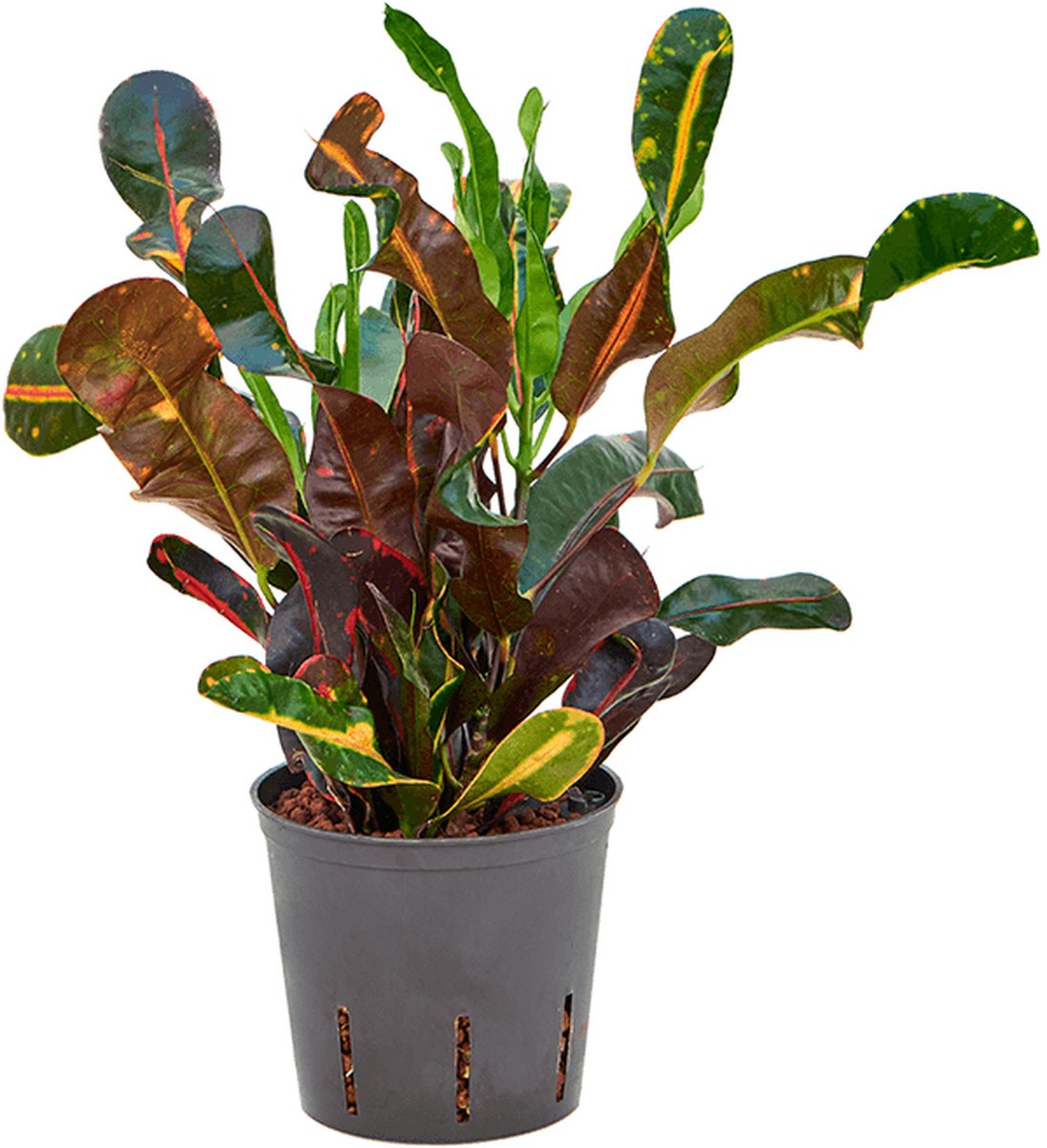 Croton - Toef Hydrocultuur - 30