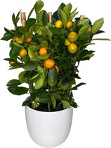 Outletplant - Calamondin - Sinaasappelboom - Kamerplant - In stenen pot - Pot 14cm - Hoogte 40cm