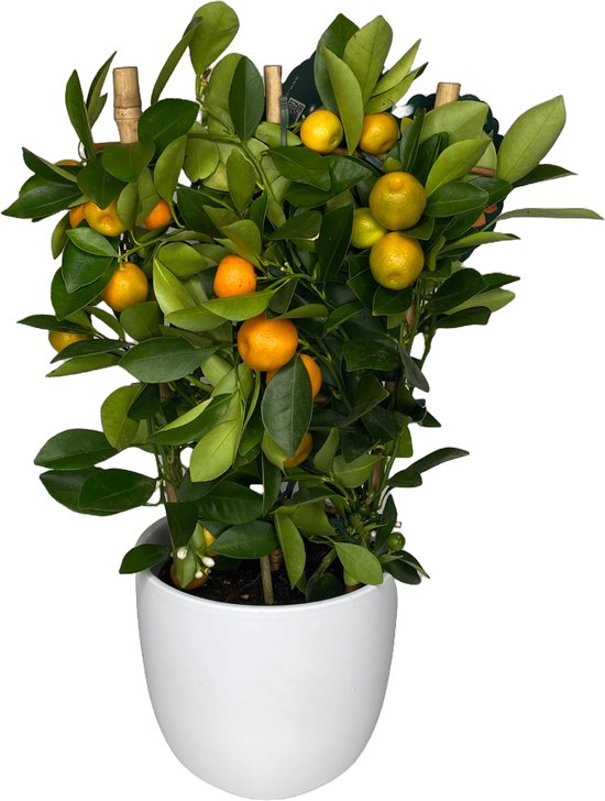 Grote kunstplanten kopen - Realistisch en onderhoudsvrij