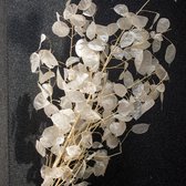Gedroogde Lunaria | Zilverpenning | Gedroogde Judaspenning | Droogbloemen | 45/50 cm