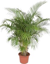 Dypsis Lutescens (Areca Palm) - Potmaat 40cm - Hoogte 200cm