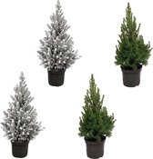 Kerstboom pakket - 2x Picea + 2x Picea met sneeuw - Potmaat 19cm - Hoogte 60cm