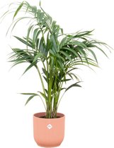 Kentia palm inclusief elho Vibes Fold Round roze - Potmaat 25cm - Hoogte 130cm