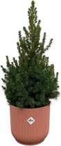 Picea Glauca (kerstboompje) inclusief elho Vibes Fold Round roze - Potmaat 22cm - Hoogte 60cm