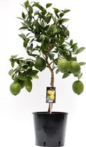 Goed & Groen - Citrus Lemon - ↨ 80cm - Potmaat 22 - Kwaliteit Planten - Kamer Plant - Kamerplanten - Sfeer